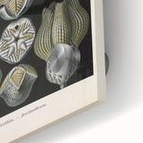 Vintage Blastoidea Illustration - Nature Elements Wall Art Print