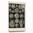 Vintage Blastoidea Illustration - Nature Elements Wall Art Print