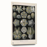 Vintage Blastoidea Illustration - Nature Elements Wall Art Print