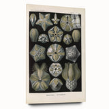 Vintage Blastoidea Illustration - Nature Elements Wall Art Print