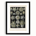 Vintage Blastoidea Illustration - Nature Elements Wall Art Print