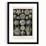 Vintage Blastoidea Illustration - Nature Elements Wall Art Print