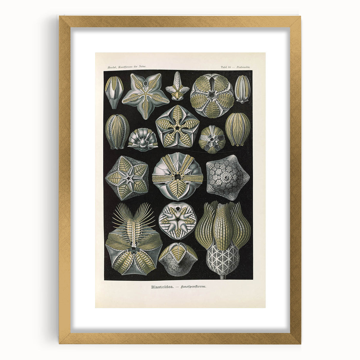 Vintage Blastoidea Illustration - Nature Elements Wall Art Print