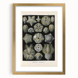 Vintage Blastoidea Illustration - Nature Elements Wall Art Print