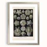 Vintage Blastoidea Illustration - Nature Elements Wall Art Print