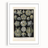 Vintage Blastoidea Illustration - Nature Elements Wall Art Print