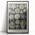Vintage Blastoidea Illustration - Nature Elements Wall Art Print