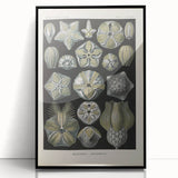 Vintage Blastoidea Illustration - Nature Elements Wall Art Print
