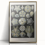 Vintage Blastoidea Illustration - Nature Elements Wall Art Print