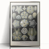 Vintage Blastoidea Illustration - Nature Elements Wall Art Print