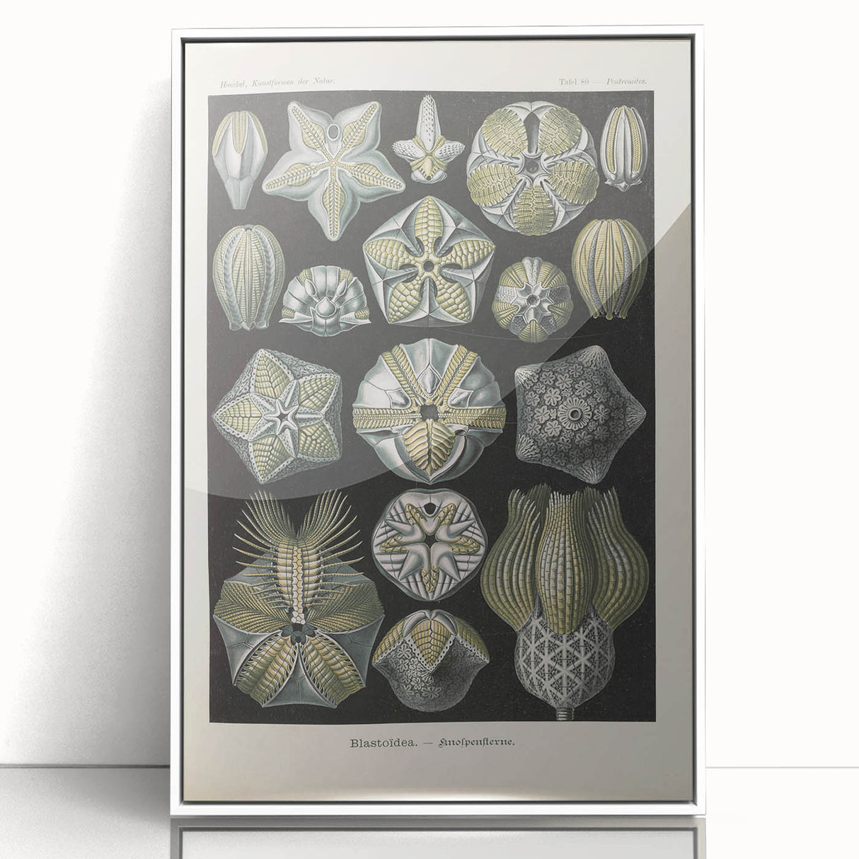 Vintage Blastoidea Illustration - Nature Elements Wall Art Print