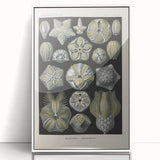 Vintage Blastoidea Illustration - Nature Elements Wall Art Print