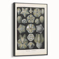 Vintage Blastoidea Illustration - Nature Elements Wall Art Print