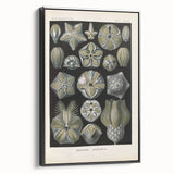 Vintage Blastoidea Illustration - Nature Elements Wall Art Print