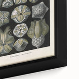 Vintage Blastoidea Illustration - Nature Elements Wall Art Print