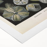 Vintage Blastoidea Illustration - Nature Elements Wall Art Print