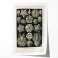 Vintage Blastoidea Illustration - Nature Elements Wall Art Print
