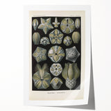 Vintage Blastoidea Illustration - Nature Elements Wall Art Print