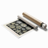 Vintage Blastoidea Illustration - Nature Elements Wall Art Print