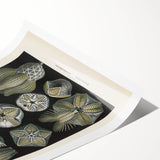 Vintage Blastoidea Illustration - Nature Elements Wall Art Print