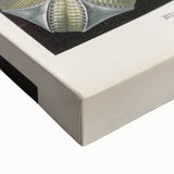 Vintage Blastoidea Illustration - Nature Elements Wall Art Print