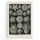 Vintage Blastoidea Illustration - Nature Elements Wall Art Print