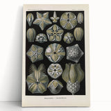 Vintage Blastoidea Illustration - Nature Elements Wall Art Print