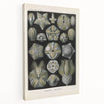 Vintage Blastoidea Illustration - Nature Elements Wall Art Print