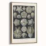 Vintage Blastoidea Illustration - Nature Elements Wall Art Print