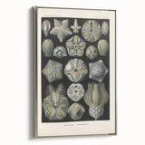 Vintage Blastoidea Illustration - Nature Elements Wall Art Print
