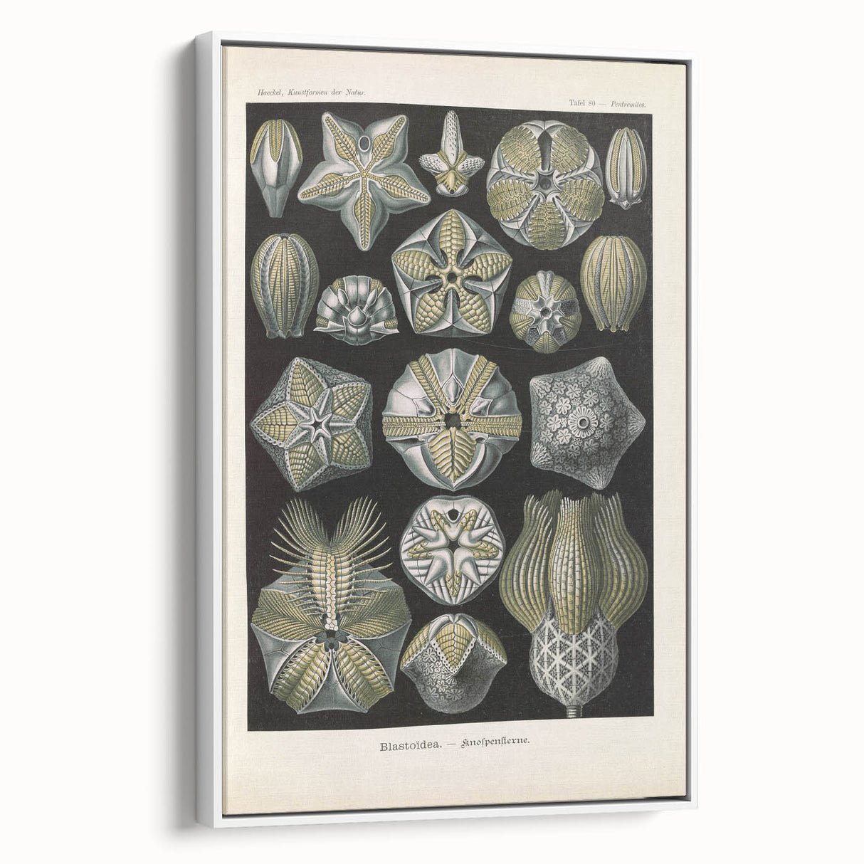 Vintage Blastoidea Illustration - Nature Elements Wall Art Print