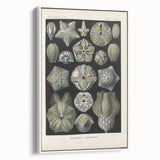 Vintage Blastoidea Illustration - Nature Elements Wall Art Print