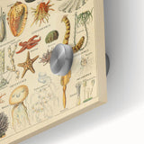 Vintage Marine Life Illustration - Nature Elements Wall Art Print