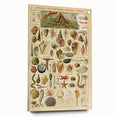 Vintage Marine Life Illustration - Nature Elements Wall Art Print