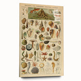 Vintage Marine Life Illustration - Nature Elements Wall Art Print