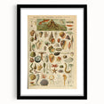 Vintage Marine Life Illustration - Nature Elements Wall Art Print