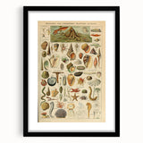 Vintage Marine Life Illustration - Nature Elements Wall Art Print