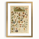 Vintage Marine Life Illustration - Nature Elements Wall Art Print