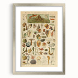 Vintage Marine Life Illustration - Nature Elements Wall Art Print