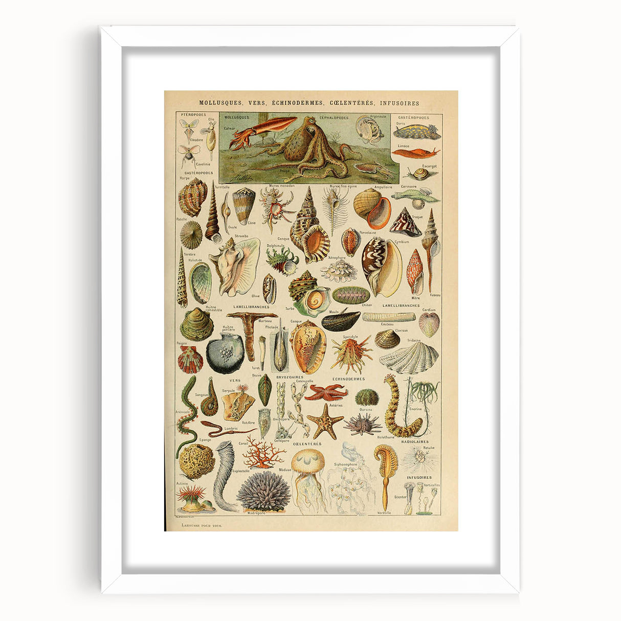 Vintage Marine Life Illustration - Nature Elements Wall Art Print