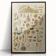 Vintage Marine Life Illustration - Nature Elements Wall Art Print