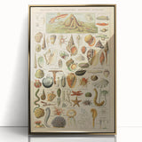 Vintage Marine Life Illustration - Nature Elements Wall Art Print