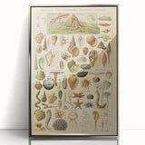 Vintage Marine Life Illustration - Nature Elements Wall Art Print