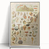 Vintage Marine Life Illustration - Nature Elements Wall Art Print