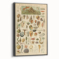 Vintage Marine Life Illustration - Nature Elements Wall Art Print