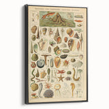 Vintage Marine Life Illustration - Nature Elements Wall Art Print