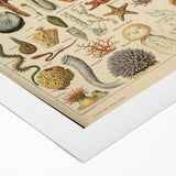 Vintage Marine Life Illustration - Nature Elements Wall Art Print