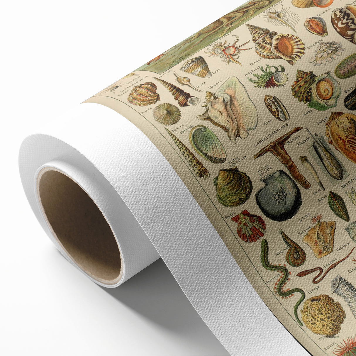 Vintage Marine Life Illustration - Nature Elements Wall Art Print
