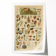 Vintage Marine Life Illustration - Nature Elements Wall Art Print