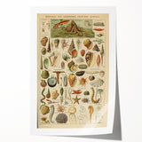 Vintage Marine Life Illustration - Nature Elements Wall Art Print
